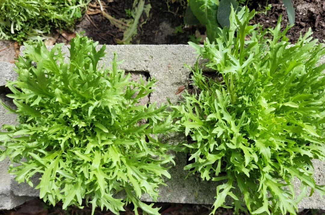 三亞送貨上門買菜神器！- Buy groceries online and get home del