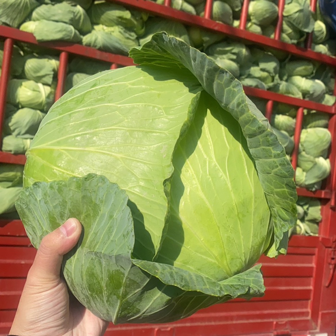 水果配送價(jià)格表 2024-6-24