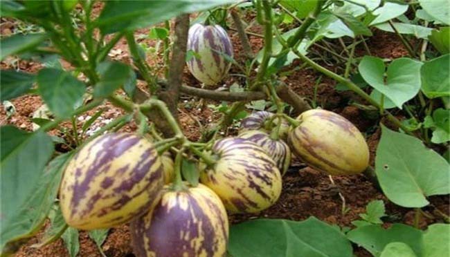 蔬菜配送價(jià)格表 2024-6-24