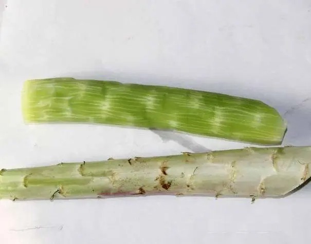 致農(nóng)蔬菜配送有限公司：提供新鮮健康的蔬菜