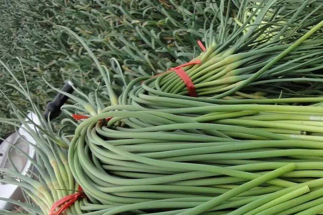 新鮮蔬菜直達您家！廣州蔬菜配送服務