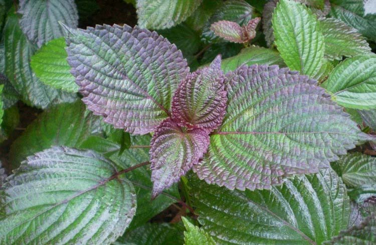 新鮮可口！菜多多蔬菜配送服務(wù)