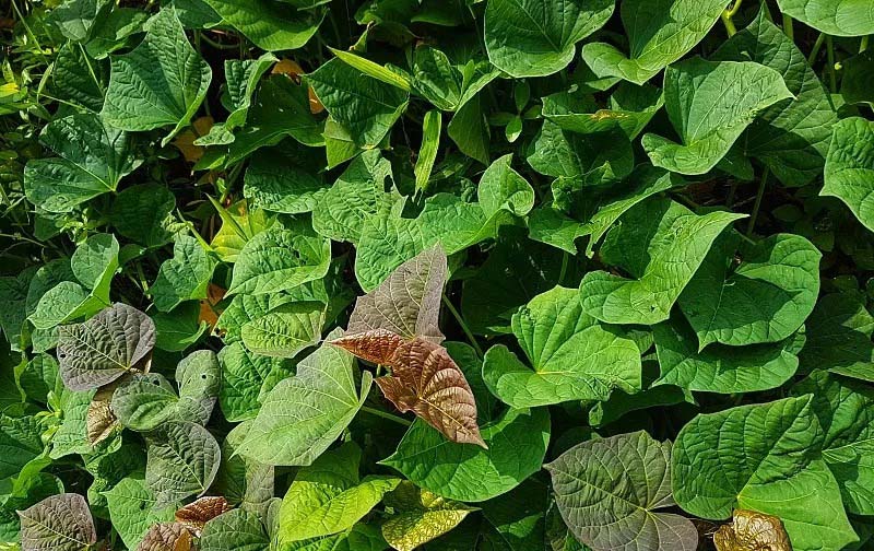 蔬菜配送價(jià)格表 2024-6-11