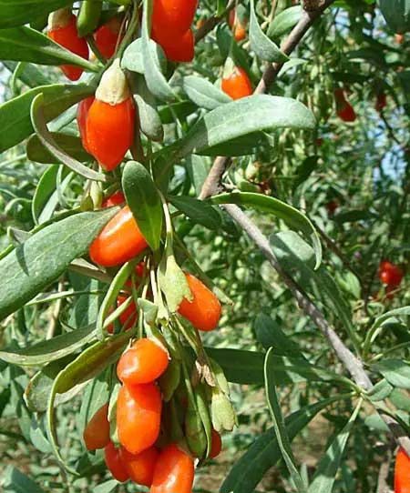 蔬菜配送新時代：個人蔬菜配送業(yè)務(wù)，究竟蘊(yùn)藏怎樣的商機(jī)與財富？