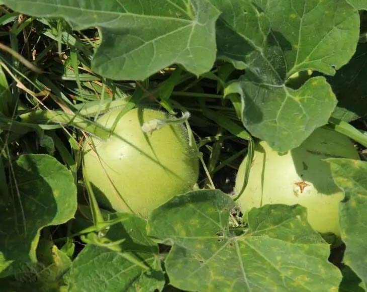 蔬菜批發(fā)：優(yōu)質(zhì)新鮮蔬菜送貨上門