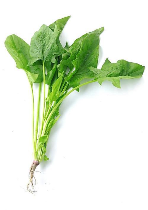 新鮮時(shí)蔬一鍵送達(dá)，查看最佳蔬菜配送平臺(tái)！