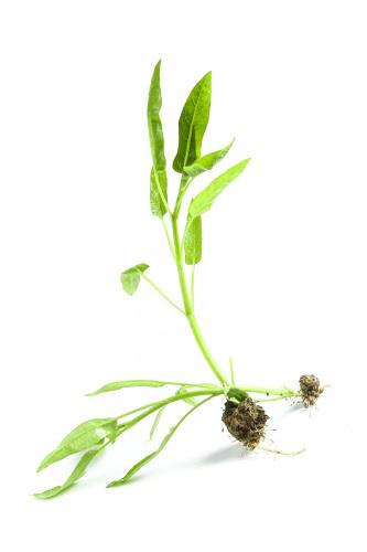 臺涌蔬菜配送電話地址查詢