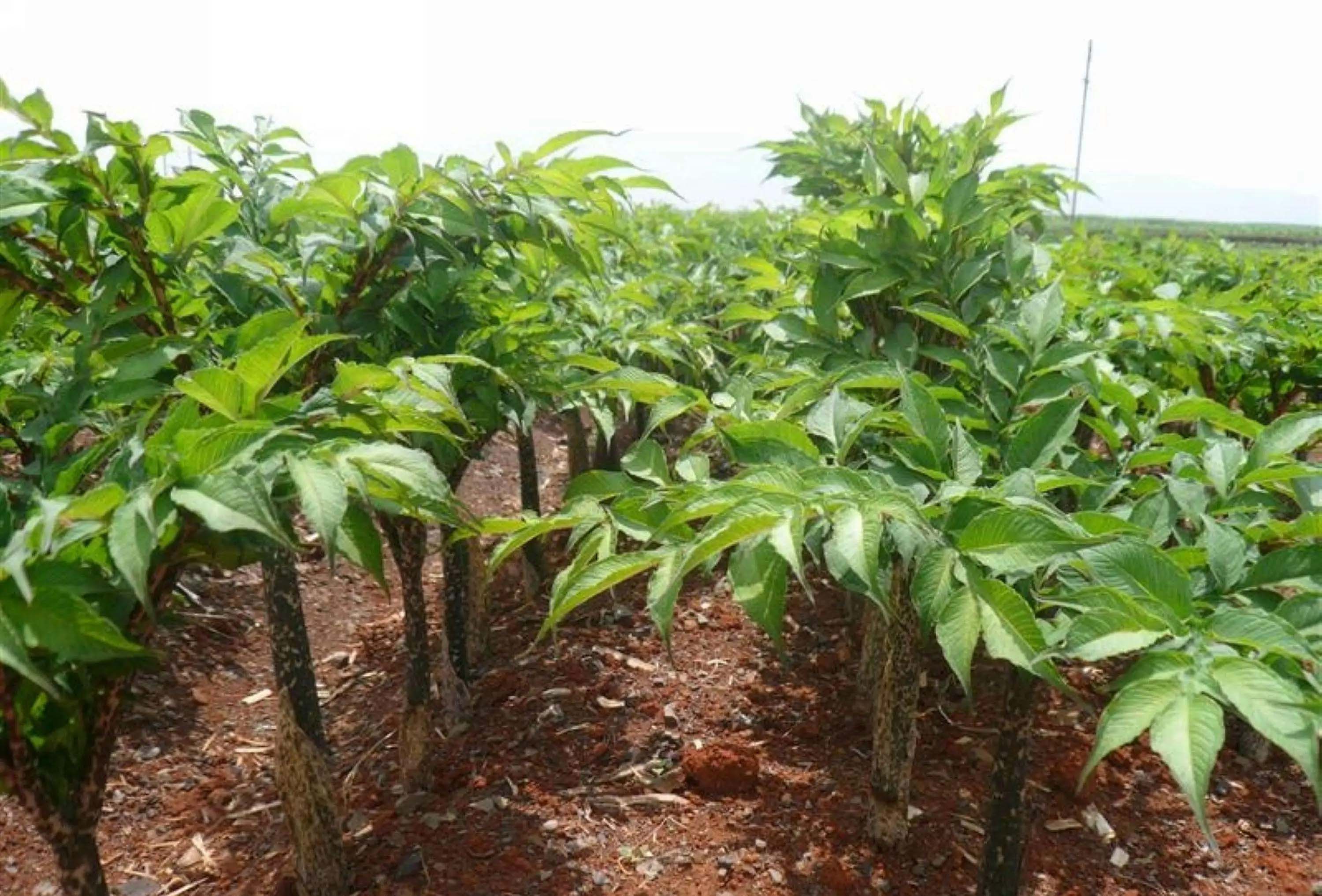 徐匯區(qū)蔬菜配送公司地址