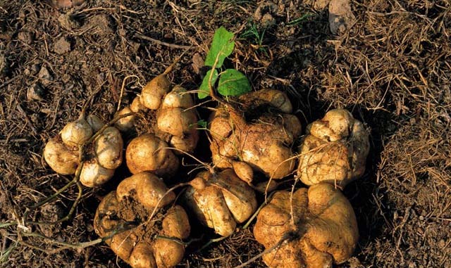 水果配送價格表 2025-5-26