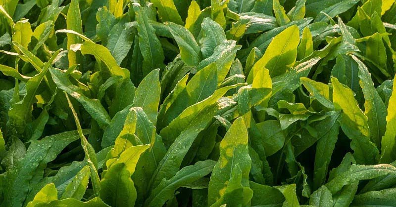 蔬菜配送價(jià)格表 2024-10-28