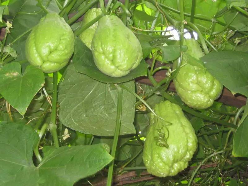 生鮮食品配送公司